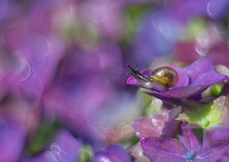 улитка, макро, природа, цветы, петцваль Сиреневый мирphoto preview