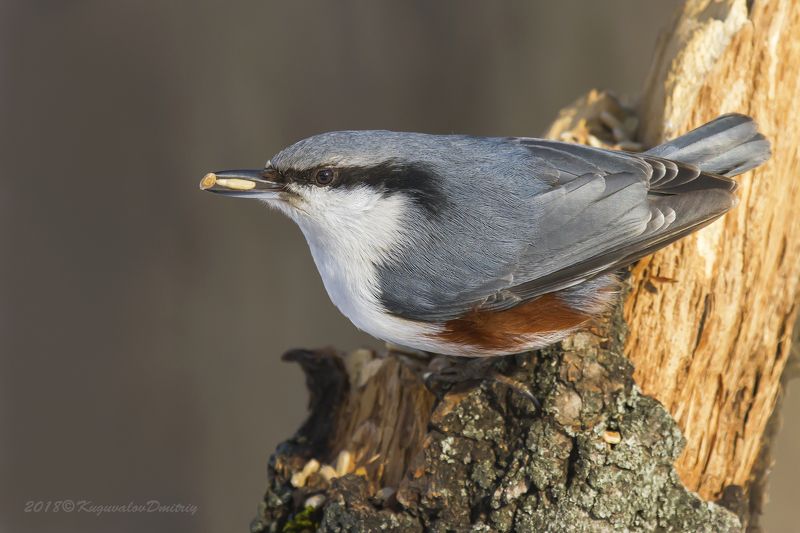Поползеньphoto preview