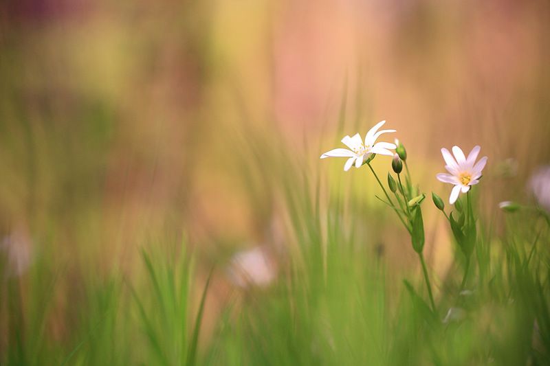 Весна, лес,цветы,фон. Как то в мае.photo preview