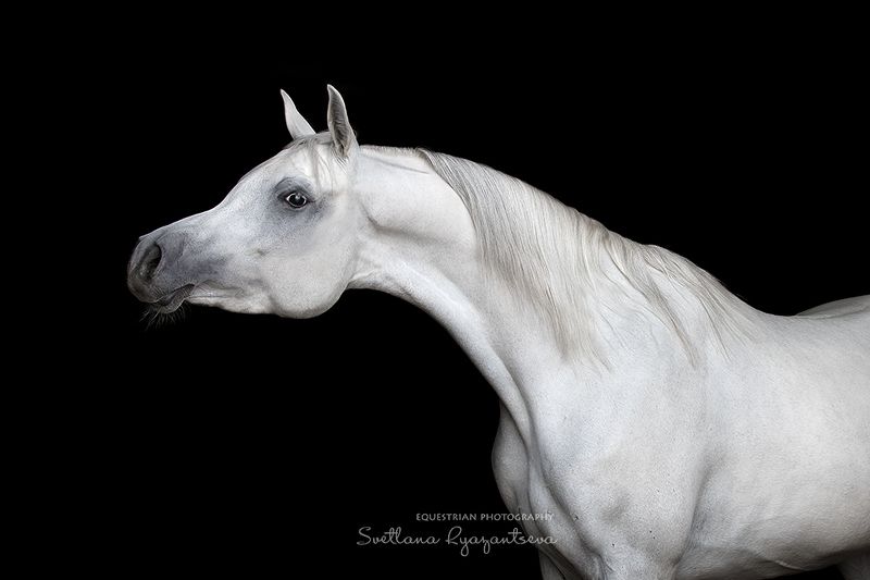horse, лошадь, лошади, portrait Romy Cassphoto preview