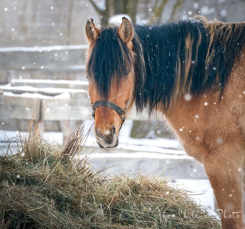 конь, зима, деревня Конь, просто коньphoto preview