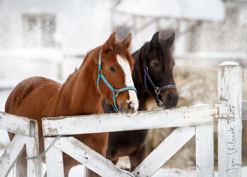 зима, лошадь, деревня photo preview