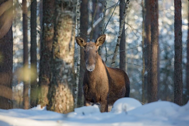 Лосиха.photo preview