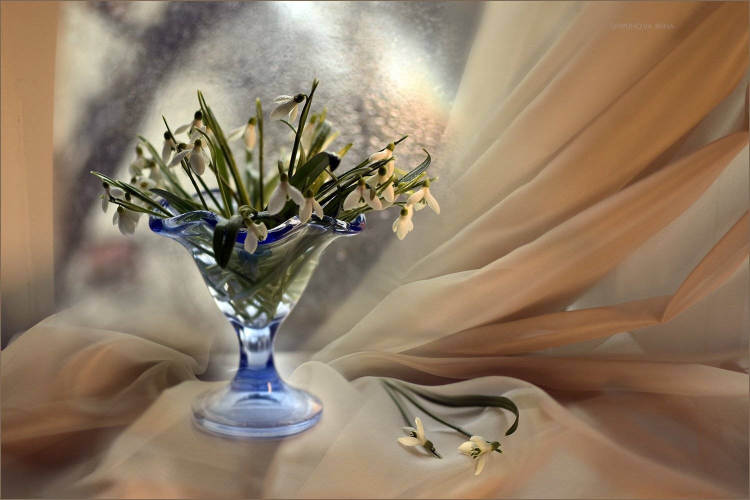 , Шипунова Ирина