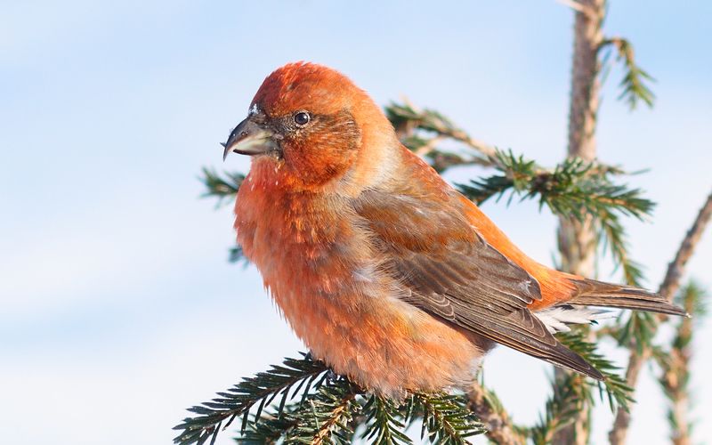 птицы,север,печора,коми,анималистика,клёст,клесты,природа,фауна,birds,the north,pechora,komi republic,animalism,crossbill,crossbills,nature,fauna, Клестыphoto preview