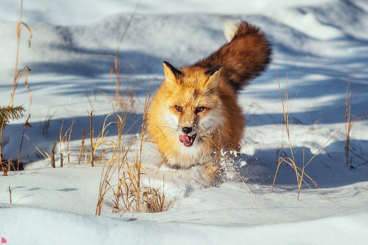 Зов крови. Автор: Осипов Ёжъ Александр , Осипов Ёжъ Александр