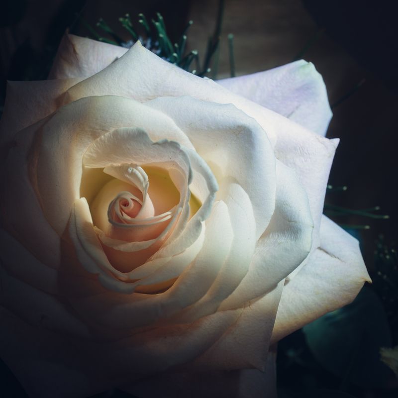 цитата весны фото превью