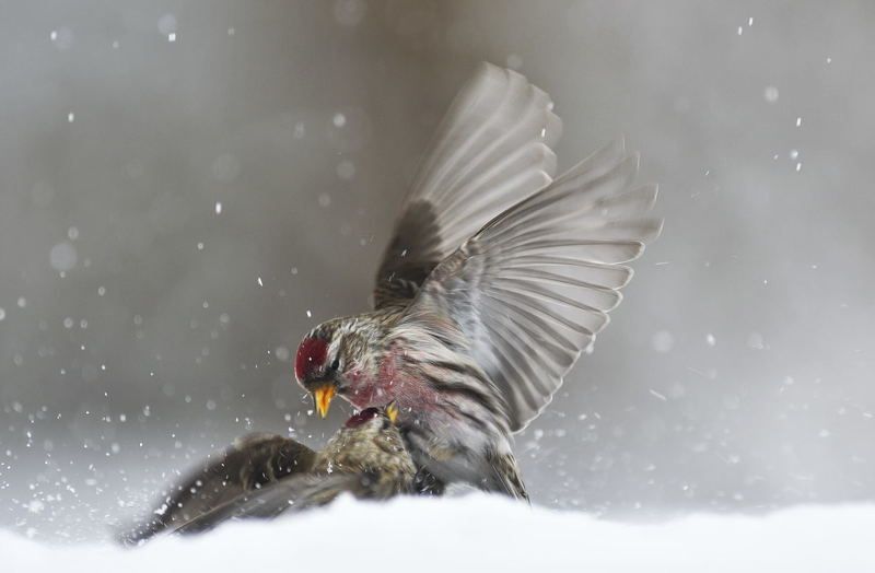 Северные гостьи фото превью