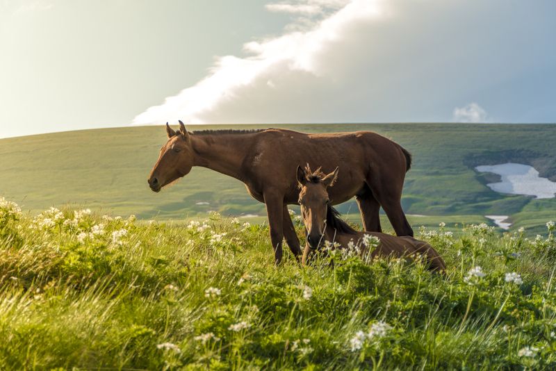 Коняхи фото превью