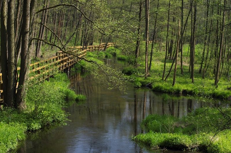 Rezerwat przyrody Królewskie Źródłaphoto preview