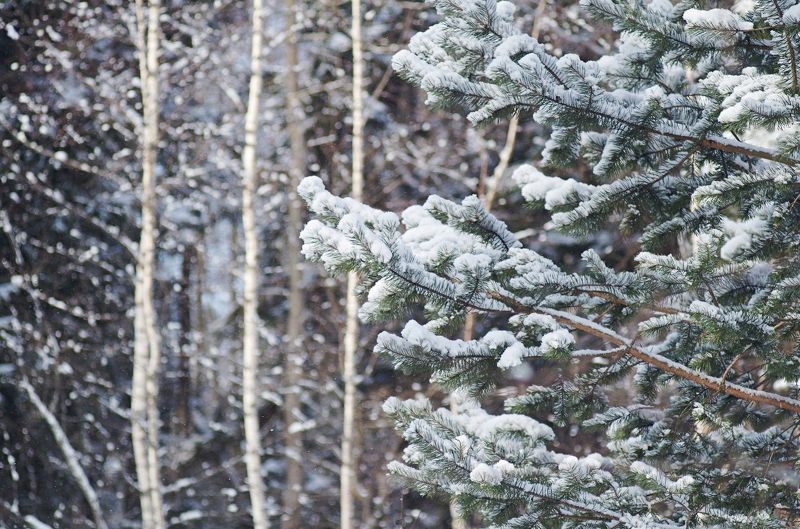 Три дня до весныphoto preview