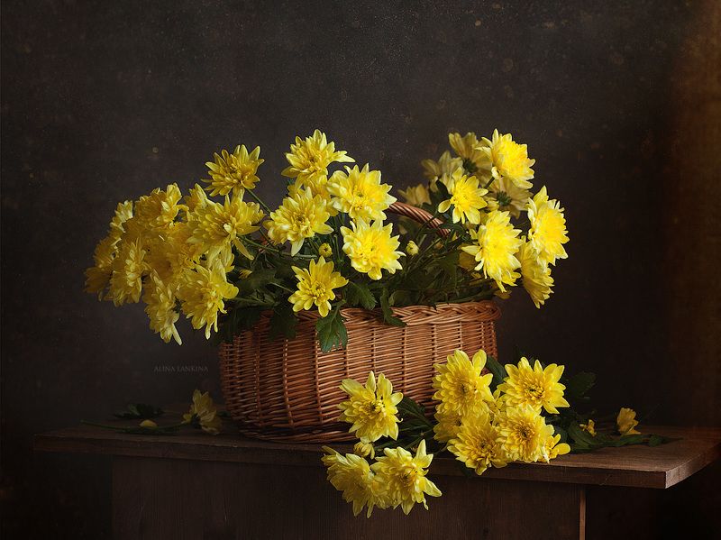 натюрморт, фотонатюрморт, цветы, свет, букет, корзина, хризантемы, желтые цветы, желтые хризантемы, алина ланкина, настроение ***photo preview