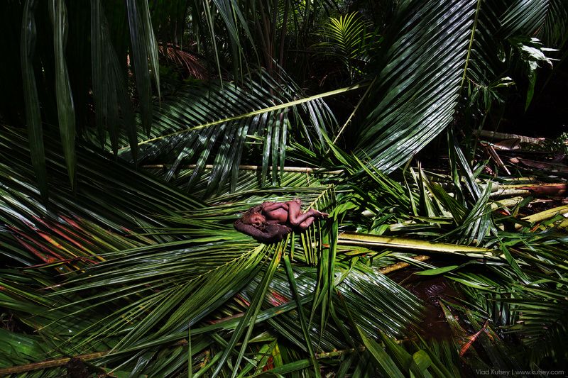 короваи, племена, папуа, племя, джунгли, ребенок, мальчик, папуас, korowai, papua Дитя джунглейphoto preview