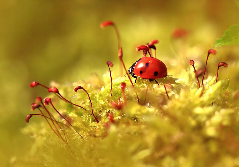 Насекомое,божья коровка,мох,лес,весна,солнце. Затерявшаяся во мхах.:)photo preview