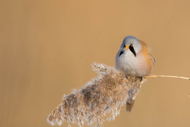 Wąsatka.photo preview