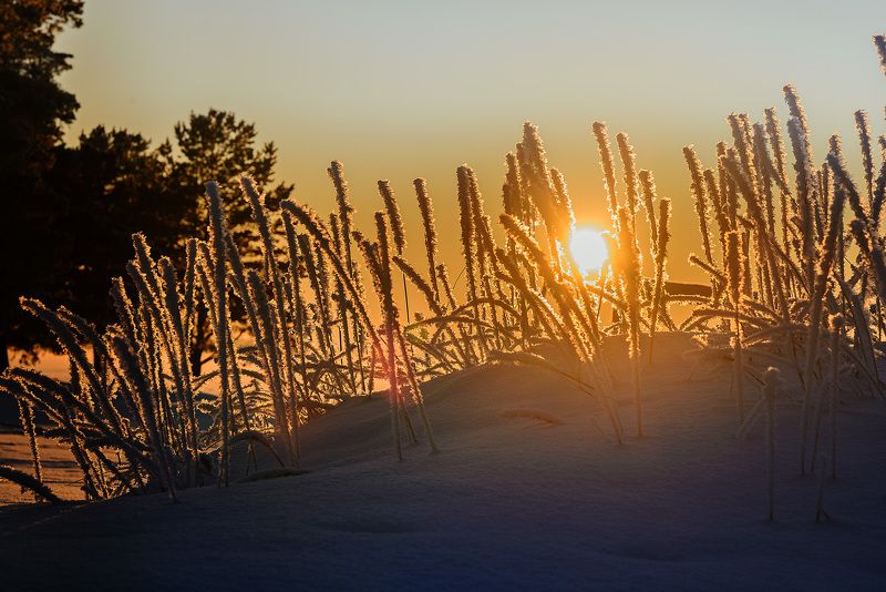 мороз, снег, кристаллы, зима2018 Зима в Сосновом Боруphoto preview
