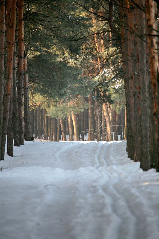 ПУТЬ к СВЕТЛОМУphoto preview