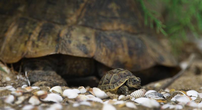 A mite of a childphoto preview