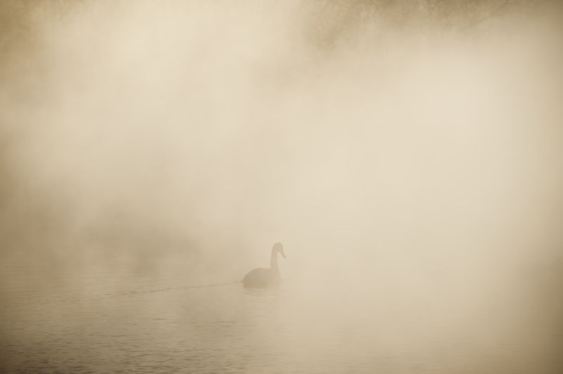 озеро, лебедь, туман, зима, рассвет Уходящий в туманphoto preview