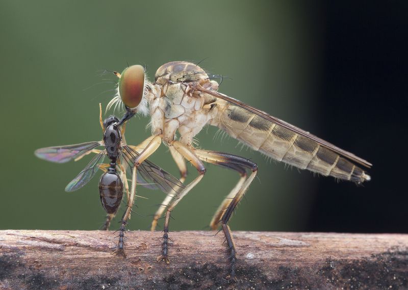 #macro#robberfly#prey#colors Robber Fly With Prey 180227Aphoto preview