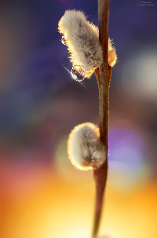 макро, природа, растения, цветы, верба, весна,macro, nature, plants, flowers, willow, spring, Уже хочется весны..photo preview