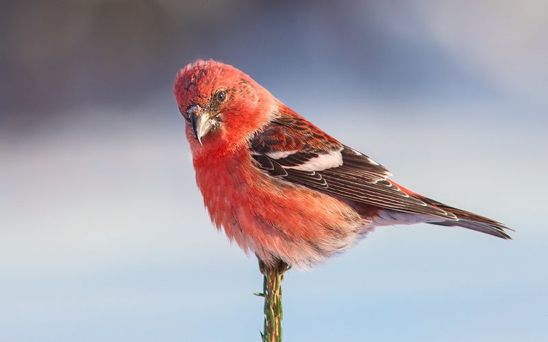 птицы,север,печора,коми,анималистика,клёст,клесты,природа,фауна,birds,the north,pechora,komi republic,animalism,crossbill,crossbills,nature,fauna, Белокрылый клёстphoto preview