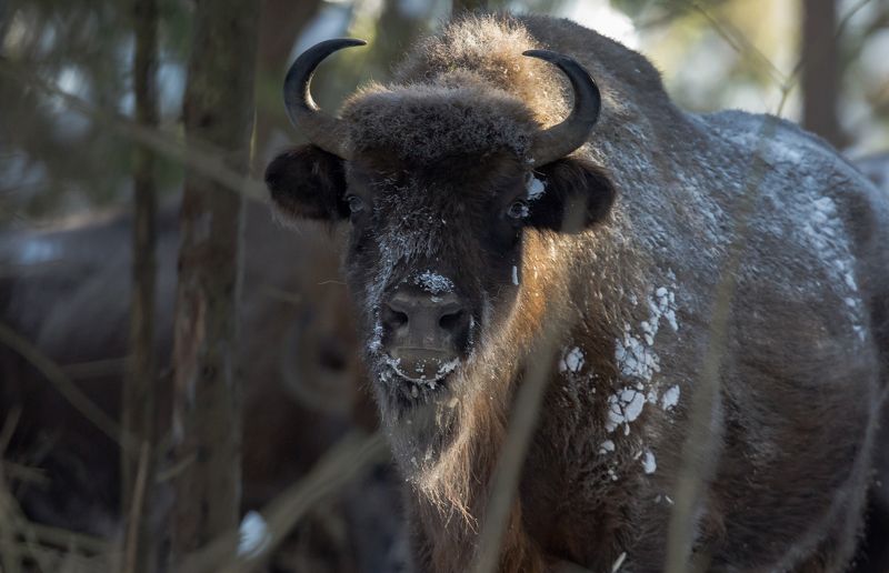 Зубр.photo preview