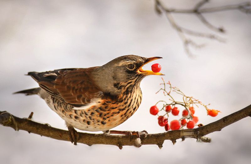 зима, природа, птицы, дрозд, рябинник, ягоды, обед Дрозд рябинник на обеде фото превью