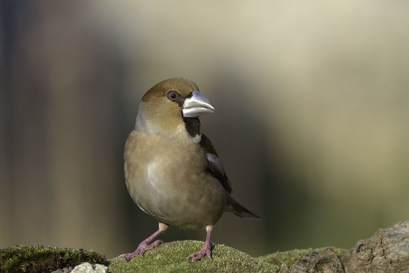 Coccothraustesphoto preview