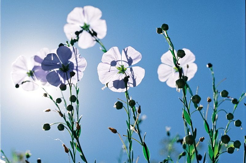 Макро пленка небо природа цветы солнце Небесный голубойphoto preview