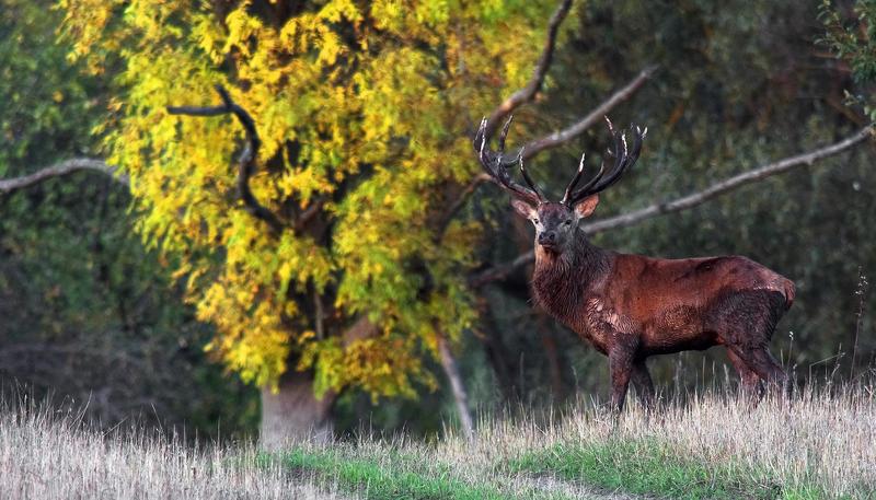 King deerphoto preview