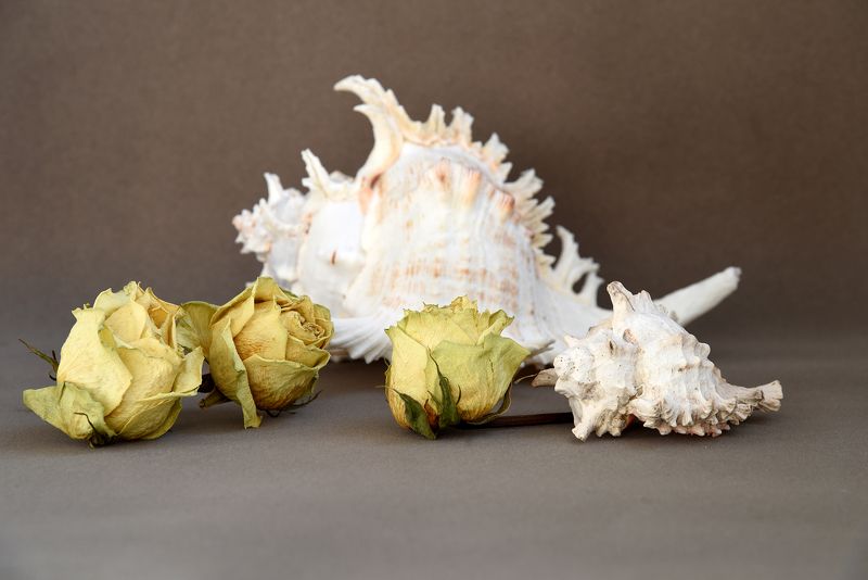 Ракушки и розыphoto preview