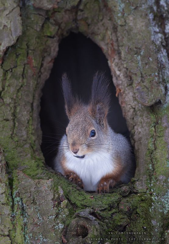 белка, фотоохота, анималистика, дикая природа, природа, лес, животные, nature,wildlife, squirrel, animal Из окошкаphoto preview