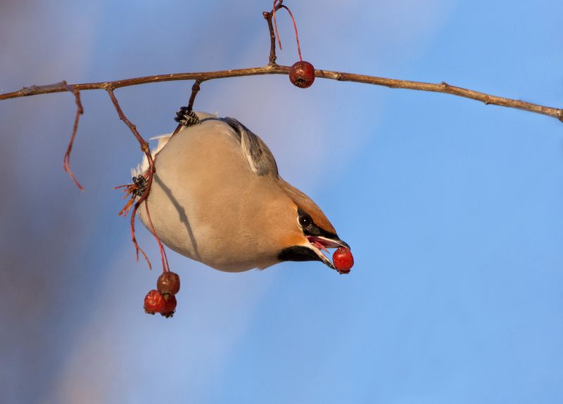 свиристель свиристельphoto preview