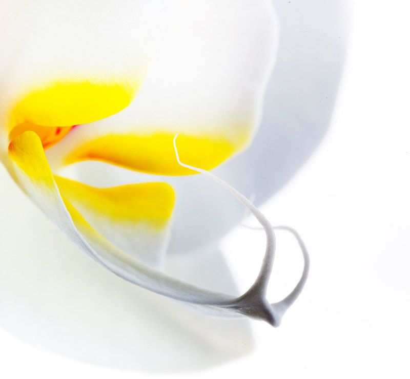 Орхидеяphoto preview