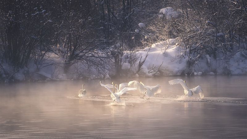 Прилетели...photo preview