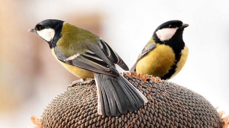 Птицы на кормушке photo preview