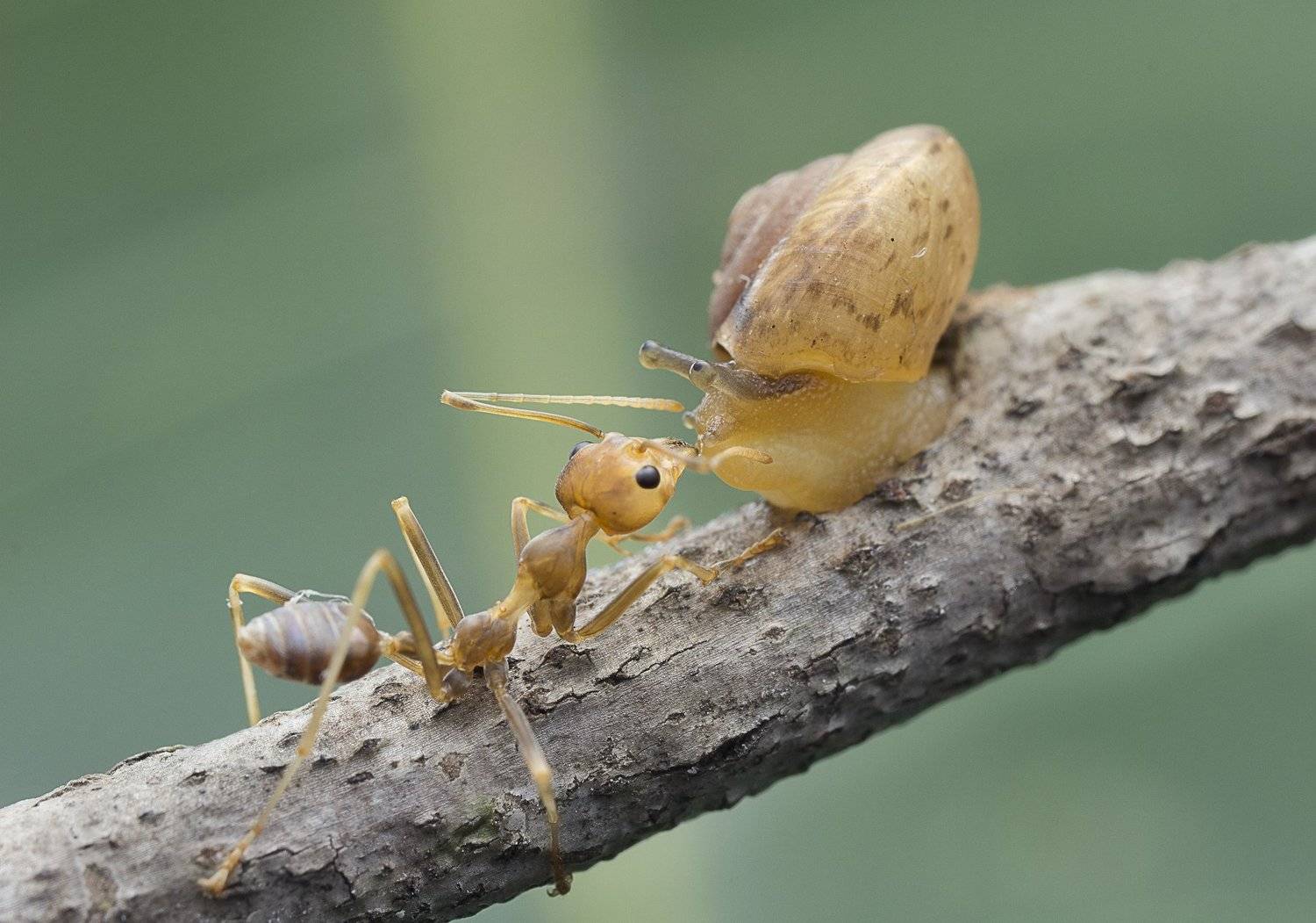 Unlimited Love. Автор: Choo How Lim #macro#snail#ant#colors#kiss#love, Choo How Lim
