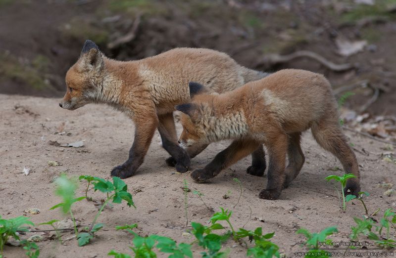 лиса, фотоохота, анималистика, дикая природа, природа, лес, животные, nature, wildlife, fox, animal, wildlifephoto Лисятаphoto preview