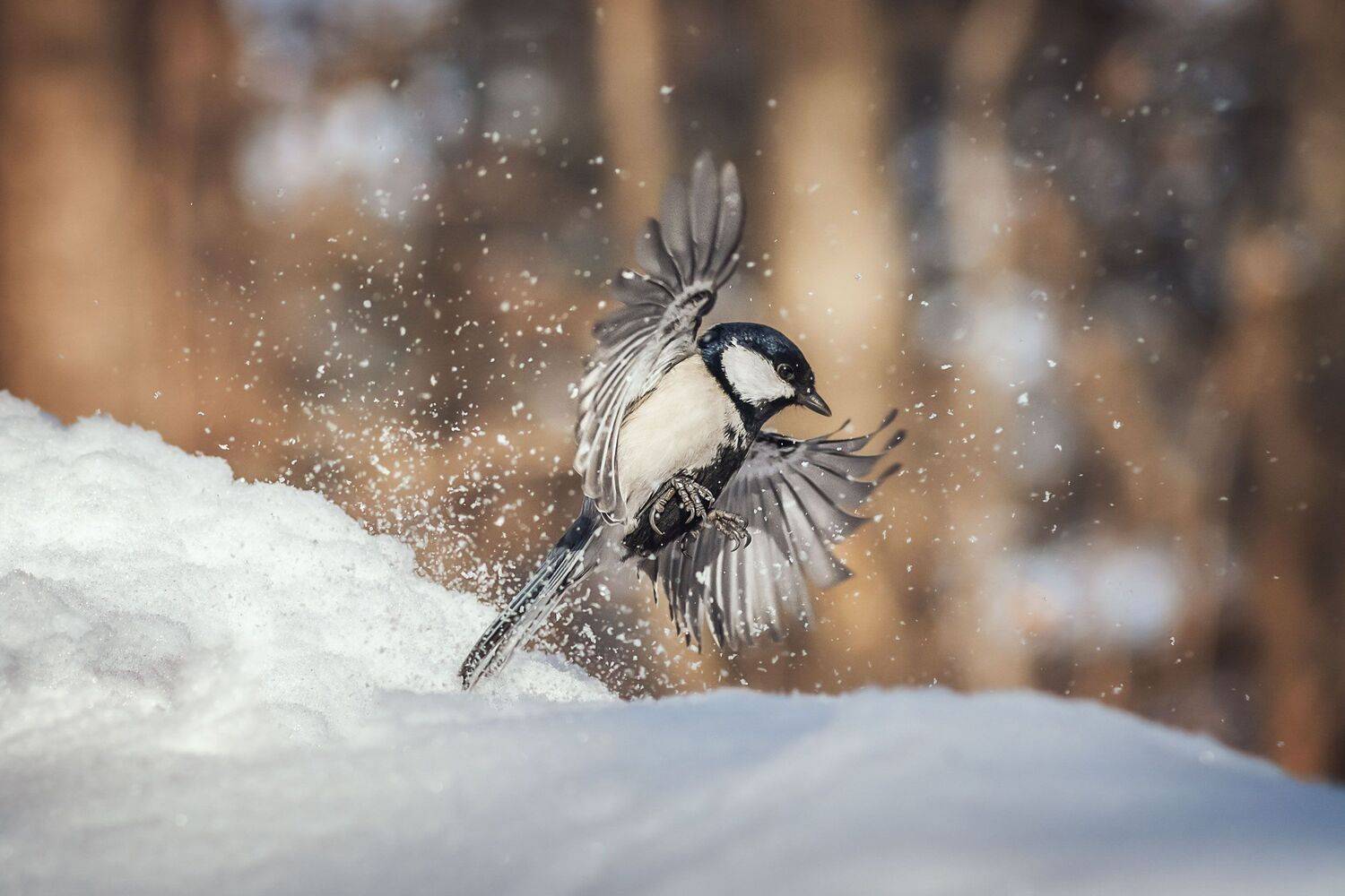 , Шинкарева Елена