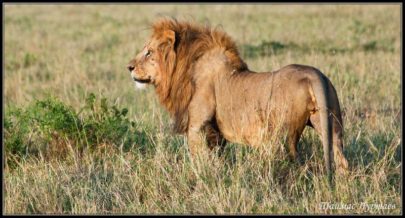 саване ТЕ КТО ВОССОЗДАЮТ ЛЕГЕНДУ САВАНЕphoto preview