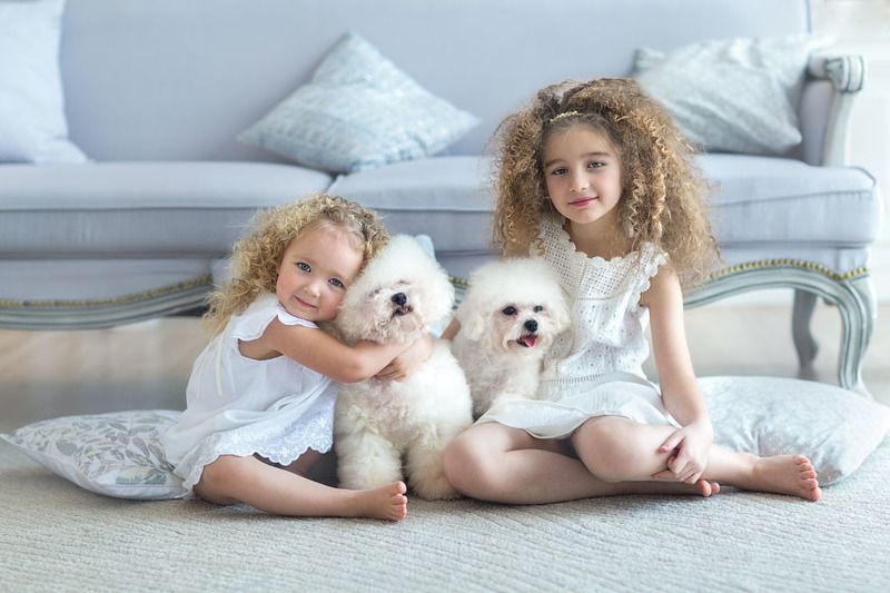 дети собаки бишон фризе кучеряшки блондинка кудри Кудряшкиphoto preview