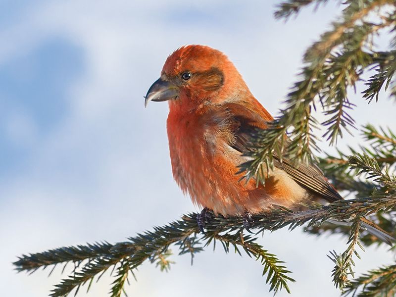 птицы,север,печора,коми,анималистика,клёст,клесты,природа,фауна,birds,the north,pechora,komi republic,animalism,crossbill,crossbills,nature,fauna, Клёст-елови́кphoto preview