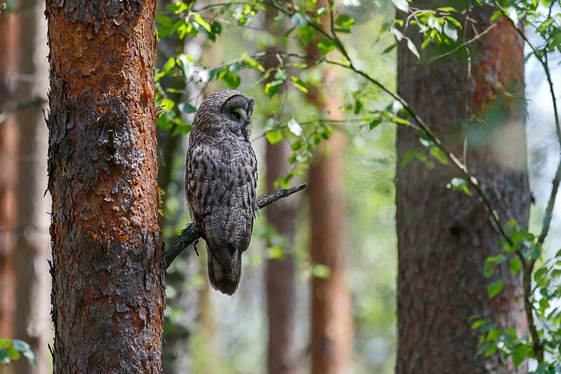 бородатая неясыть, сова, great grey owl, owl, сова На дневной охотеphoto preview