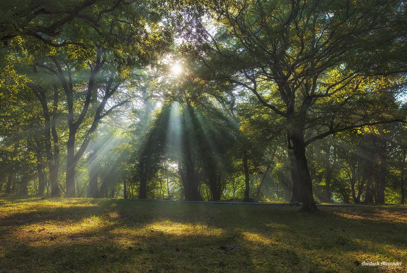 Однажды летом в паркеphoto preview
