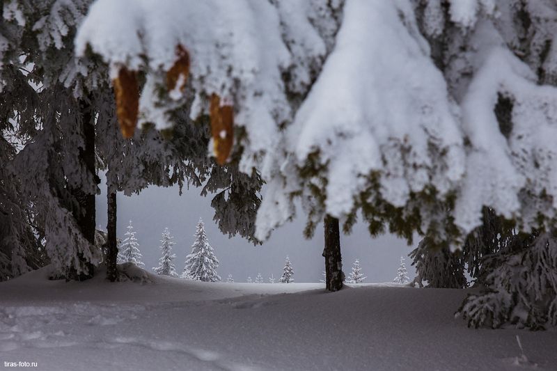 карпаты, зима, снег, лес, украина Лучше, чем телевизорphoto preview