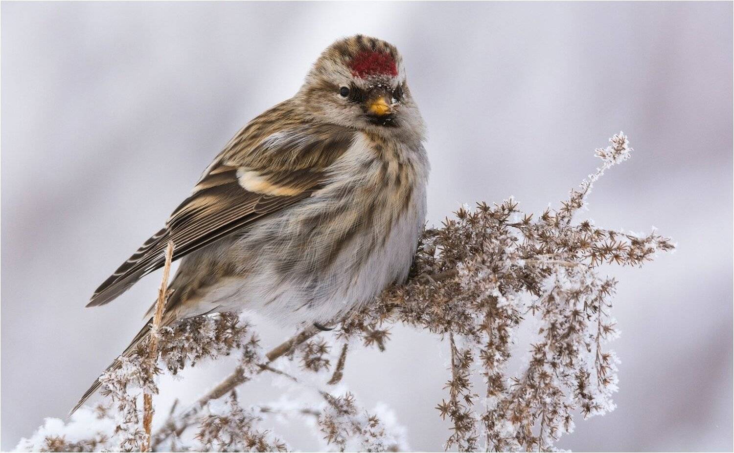 Крупным планом. Автор: Руслан Сигушин , Руслан Сигушин