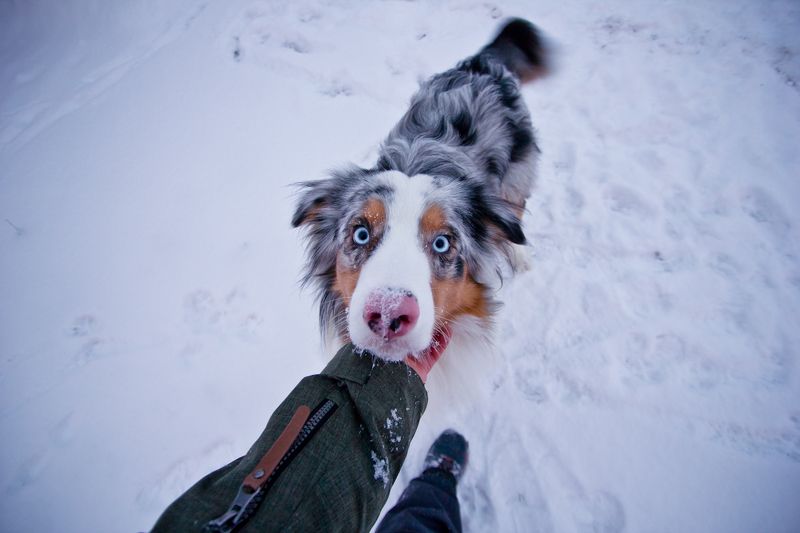 patryk, ignacak, sweden, winter, linsell, horseriding, vemdalen, winterwonderland, Winter Wonderlandphoto preview