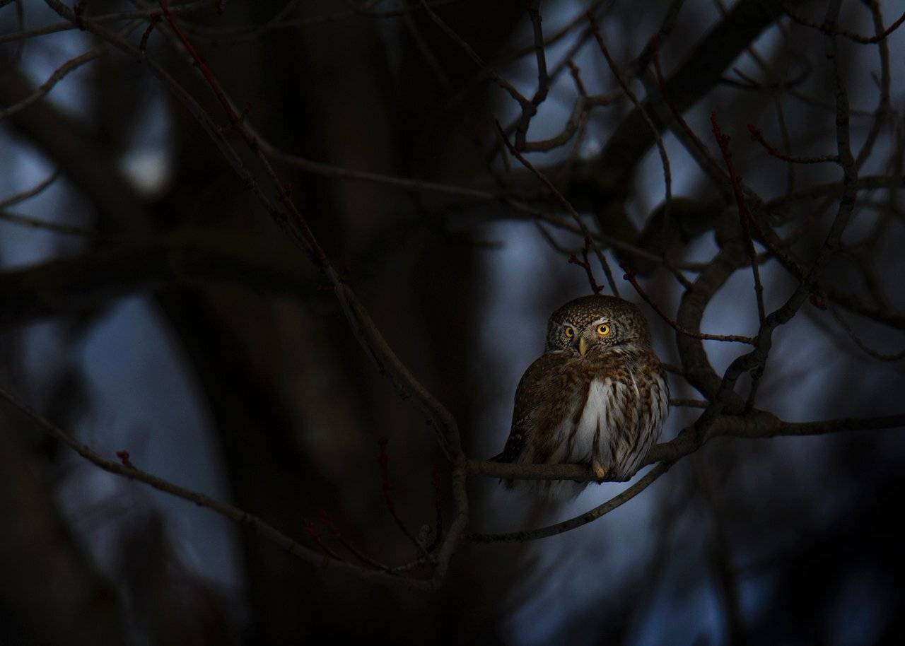 В гостях у сказки. Автор: Валерий Субачев , Валерий Субачев