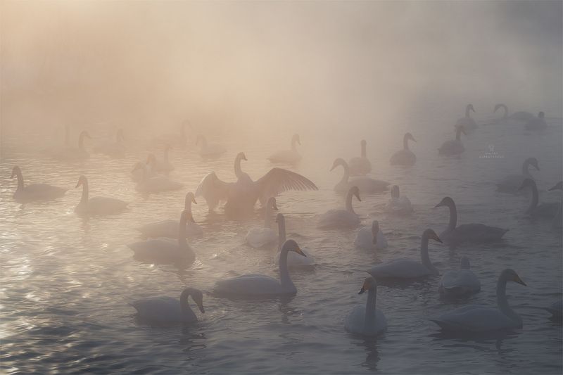 Побыть дракономphoto preview